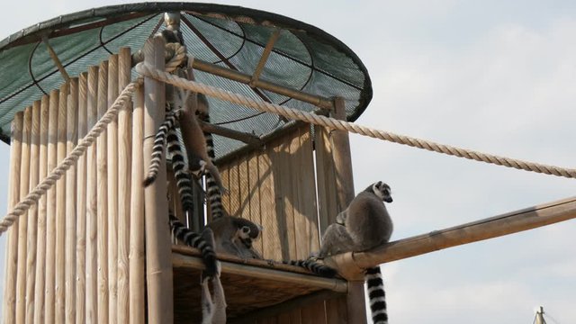 Funny lemurs hanging and entertaining on a wooden wall in a zoo in summer  