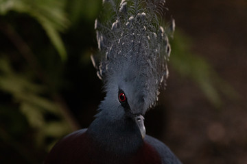 Crowned pigeon in tropical setting