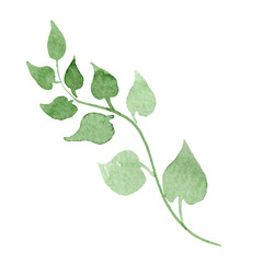 Green leaves floral botanical flowers. Watercolor background set. Isolated leaf illustration element.