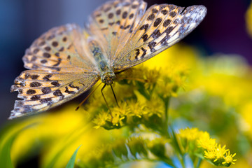 motyl i kwiat © rpetryk
