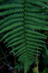 fern at wild forest close up