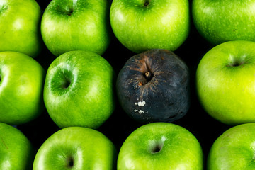 Rotten apple and fresh apple. The Corruption concept. The concept of bad people in society. Rotten...