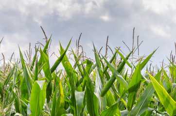 Obraz premium Corn field against overcast sky