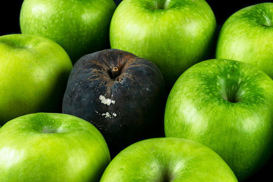 Rotten Apple And Fresh Apple. The Corruption Concept. The Concept Of Bad People In Society. Rotten Apple Surrounded By Fresh.