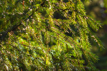 close up photo of fir brunches in shiny morning