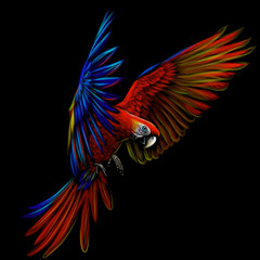 Portrait of a macaw parrot in flight. Color image of a blue-red macaw parrot on a black background.