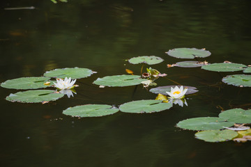 blooming white lilies on a forest lake