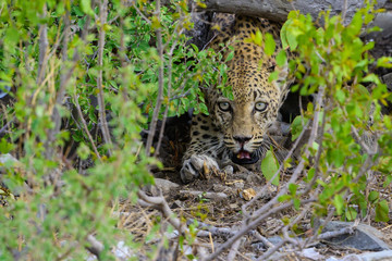 ein Leopard schleicht sich unter einem Baum an