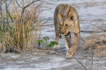 eine Löwin schleicht sich durch den Busch an