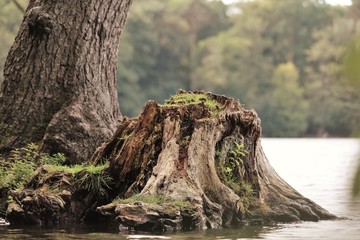 Baum, See, Sommer, Herbst, Wasser, Landschaft, Natur, Umwelt