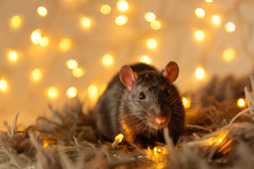 black rat with a beautiful pink nose and ears sits on a gray warm plaid against a background of yellow blurry lights