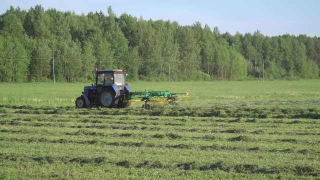 farmer on blue tractor rakes hay rotary rake in the field