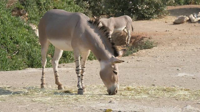 Two donkeys walking and grazing straw in countryside on sunny day in summer 