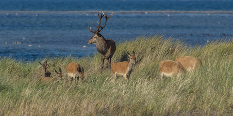 rotwild am meer