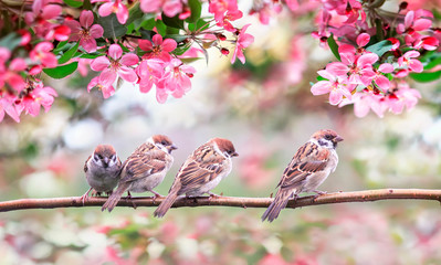 Panele Szklane  małe ptaki wróble otoczone różowymi kwiatami jabłoni w słonecznym majowym ogrodzie siedząc na gałęzi