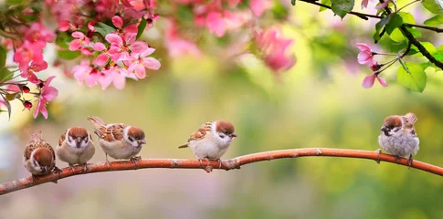 Poster kleine grappige Sparrow Chicks zitten in de tuin omringd door roze appelbloesems op een zonnige meidag © nataba