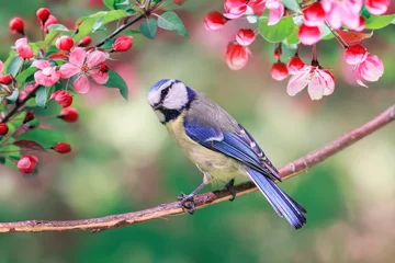 Fototapeten Das Porträt der hellen Vogelmeise Lapislazuli sitzt an einem sonnigen Maitag in einem Garten, umgeben von rosafarbenen Apfelblüten © nataba