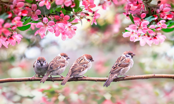 small birds sparrows surrounded by pink Apple blossoms in a Sunny may garden sitting on a branch