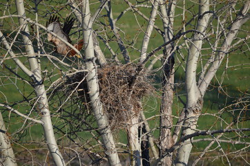 Redtail Hawk Taking Flight