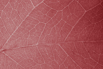Fototapeta na wymiar Abstract organic texture of leaf.