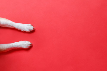 Close up of white paws of a dog, isolated on red background, place for banner, copy space. Dog foot top view.  © DimaBerlin