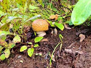 mushroom in forest
