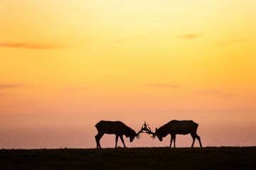 silhouette of deer on beautiful sky background