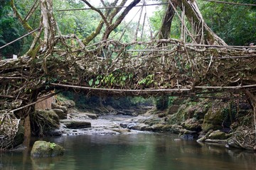 the living roots bridge of Meghalaya