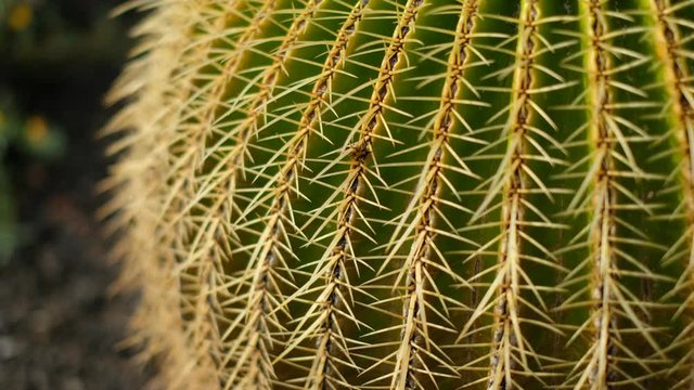 big round barrel cactus closeup - cactus plant macro