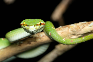 Tropidolaemus wagleri  - Wagler pit viper snake against black background - male