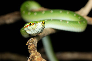 Tropidolaemus wagleri  - Wagler pit viper snake against black background - male