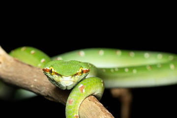 Tropidolaemus wagleri  - Wagler pit viper snake against black background - male