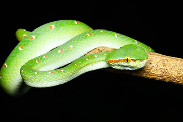 Tropidolaemus wagleri  - Wagler pit viper snake against black background - male