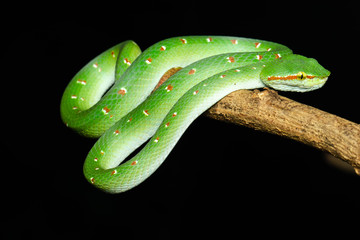 Tropidolaemus wagleri  - Wagler pit viper snake against black background - male