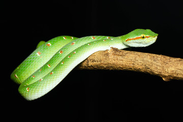 Tropidolaemus wagleri  - Wagler pit viper snake against black background - male