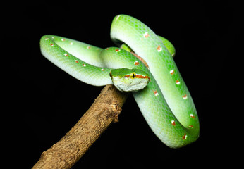 Tropidolaemus wagleri  - Wagler pit viper snake against black background - male