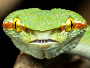 Tropidolaemus wagleri  - Wagler pit viper snake against black background - male