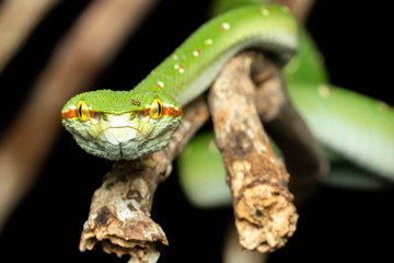 Tropidolaemus wagleri  - Wagler pit viper snake against black background - male