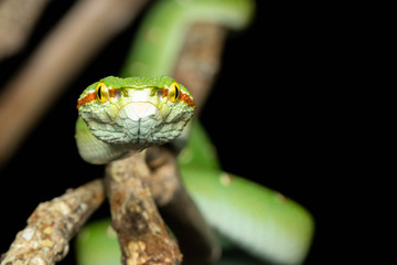 Tropidolaemus wagleri  - Wagler pit viper snake against black background - male