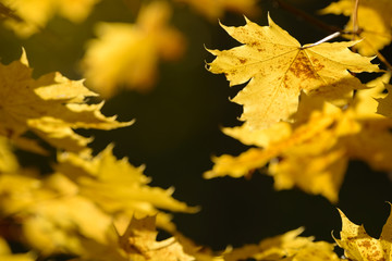 Beautiful colorful leaves in autumn forest. Red, orange, yellow, green and brown autumn leaves. Maple foliage. Seasonal background.