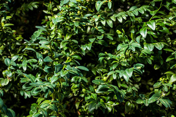 Samshit/buxus in the garden. Ukraine, summer