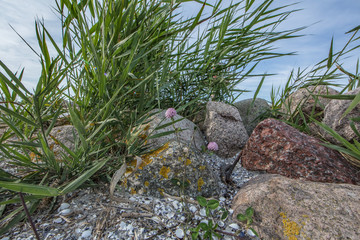 schilf am meer