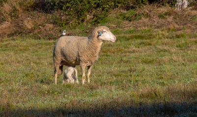 Ovelha no campo com a cria e um passaro em cima