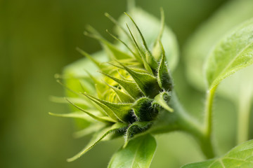 closeup of a green sunflower bud in bloom