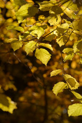 Beautiful colorful leaves in autumn forest. Red, orange, yellow, green and brown autumn leaves. Hazel foliage. Seasonal background.