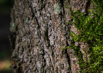 Bright green moss on the bark of a large tree