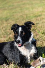 Young border collie laying on grass lawn with rope chew toy