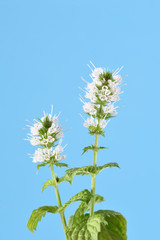 Flowering sprig of mint on a blue background