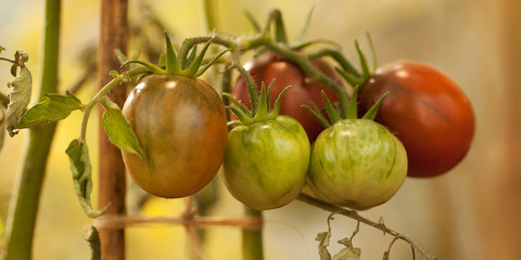 funny beautiful tomatoes ripening on a branch