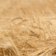ripened golden rye in the autumn field
